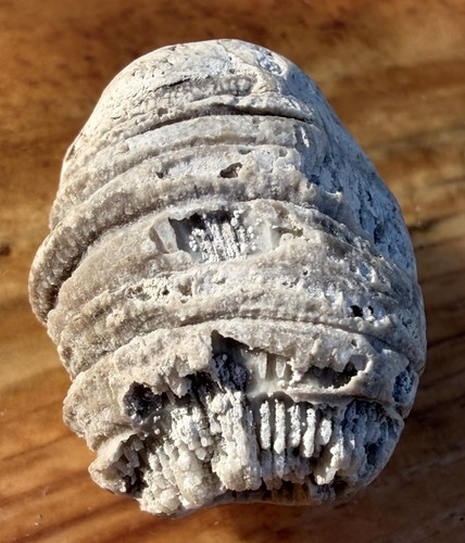 Michigan fossil horn coral - michigan,