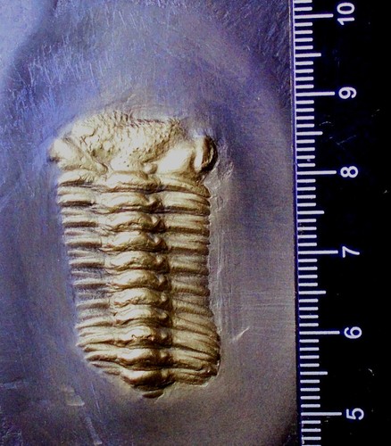 4cm pyritised chotocops - 4cm,