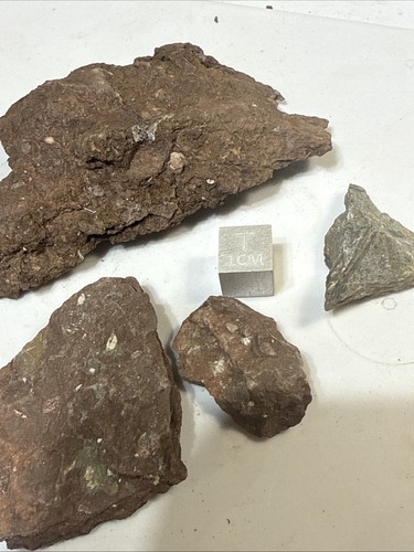 Devonian era placoderm lot - devonian,