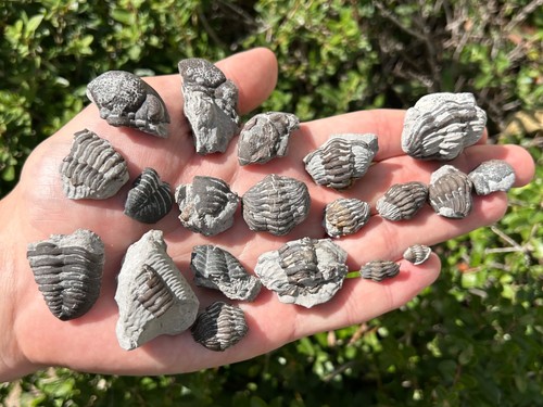 Ohio fossil trilobites lot - ohio,