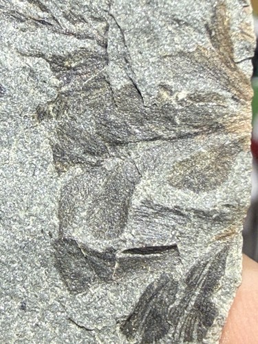 Archaeopteris fossil plant - archaeopteris,