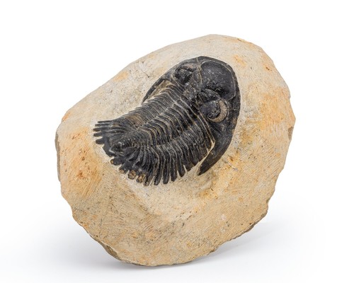Trilobite fossil hollardops - trilobite,