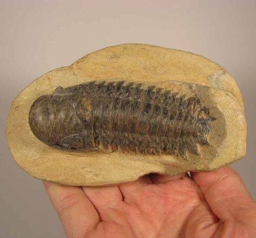 Crotalocephalus gibbus - 3.3",