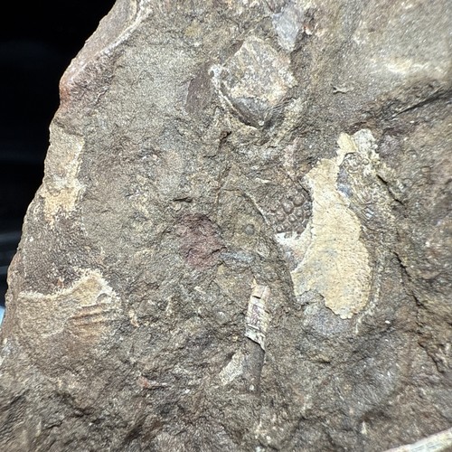 Fossil placoderm armor - fossil,