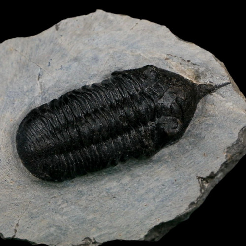 Morocconites malladoides - morocconites,