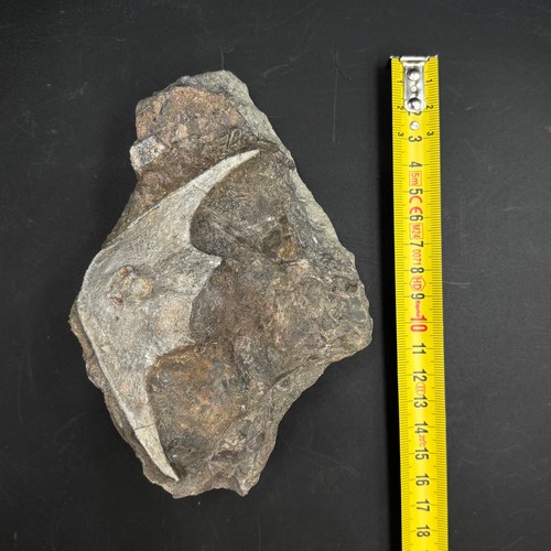 Fossil fish devonian podolia - fossil,