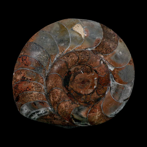 Goniatite ammonite fossil - 4.6",