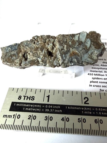 Two pieces rhynie - pieces, chert