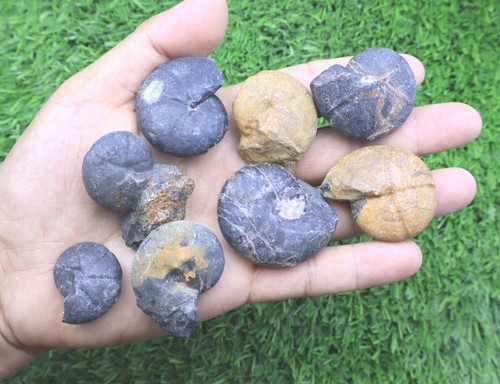 8pcs cheiloceras goniatites - cheiloceras,