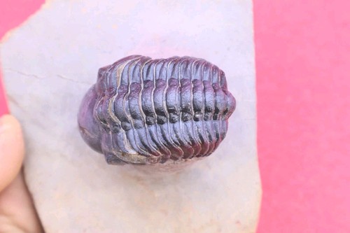 Reedops trilobite fossil - reedops,