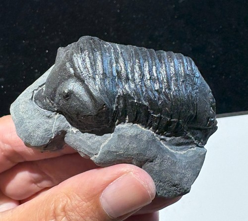 Dipleura dekayi trilobite - cm,