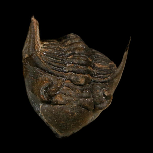 Metacanthina - 1.7",