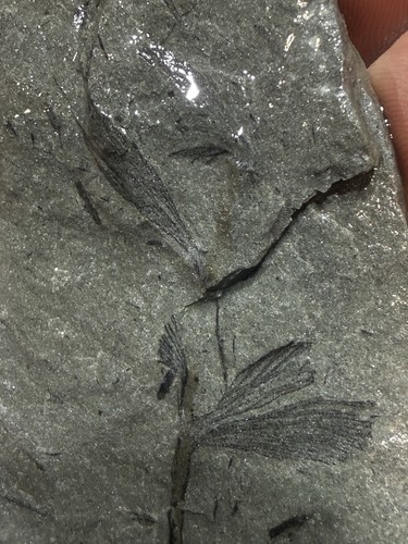 Archaeopteris fossil plant - fossil,