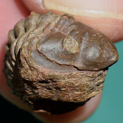 Trilobite schizostylus - trilobite,,