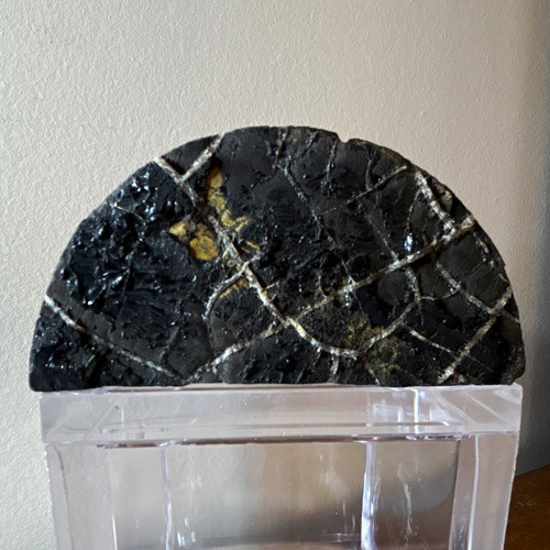 Devonian shale specimen - specimen, w/