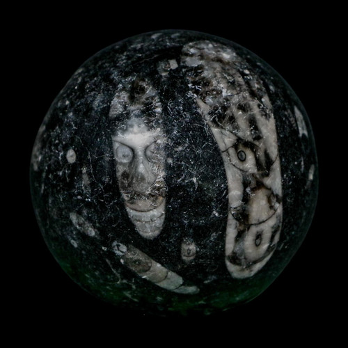 93mm orthoceras fossil sphere - orthoceras,