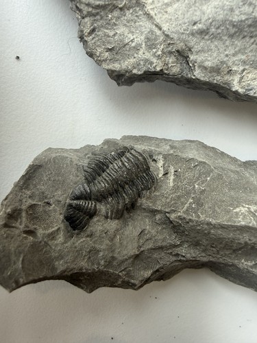 Huge devonian fossil - pc,
