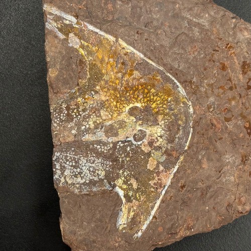Victoraspis longicornualis
