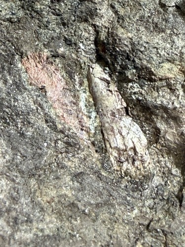 Hyneria tooth fossil matrix - hyneria, in