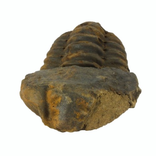 Fossil trilobite flexiclaymene - trilobite,