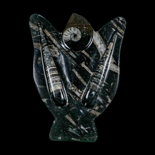 Orthoceras and goniatite - 8",