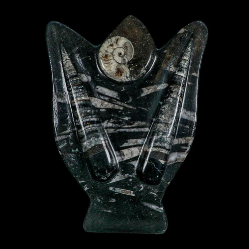 Orthoceras and goniatite - 8",