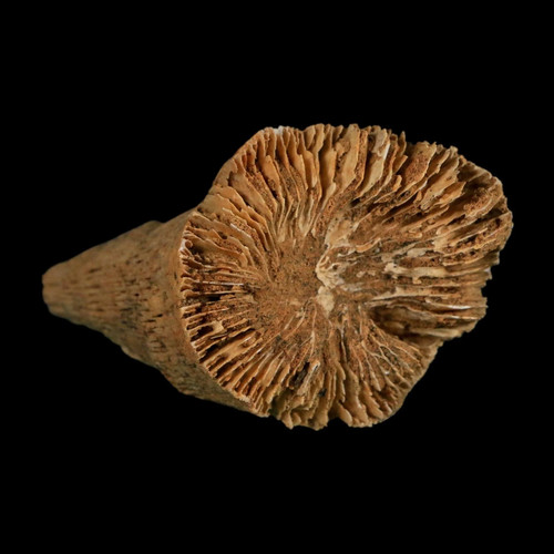 Rugose horn coral fossil - rugose,